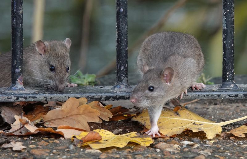 Rat Fumigation Service in Oklahoma City, OK