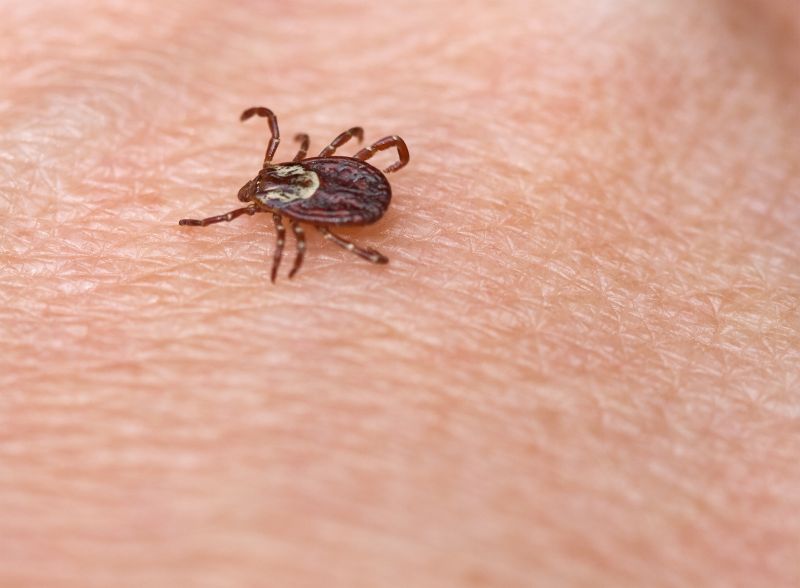 Tick Control Promotions & Offers