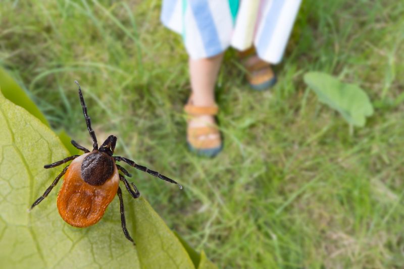 Service Locations for Tick Control