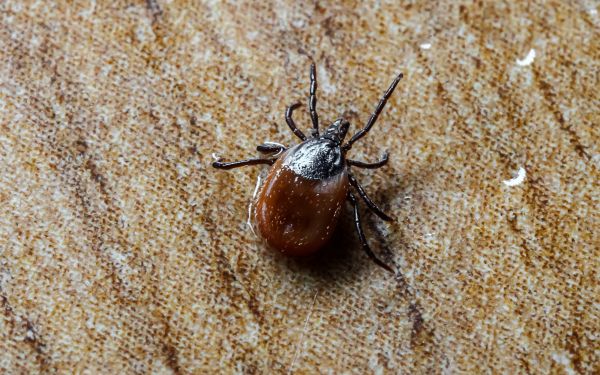 Flea And Tick Treatment Service