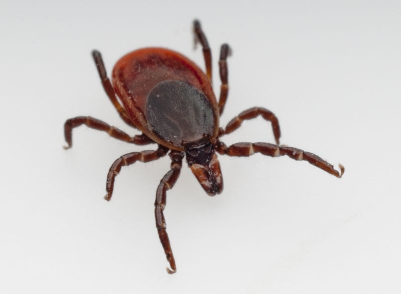 Cost of Tick Control — Cost of Tick Control