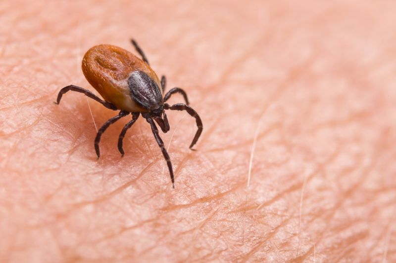 Cost of Tick Control — Cost of Tick Control