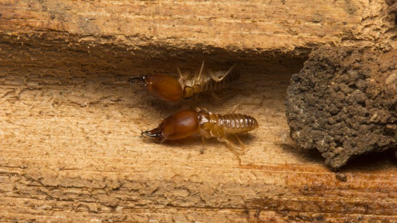 Termites