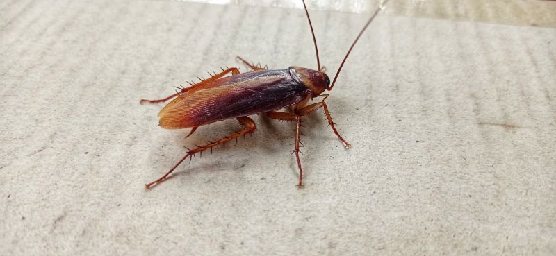 Roach Fumigation in Fort Myers, FL