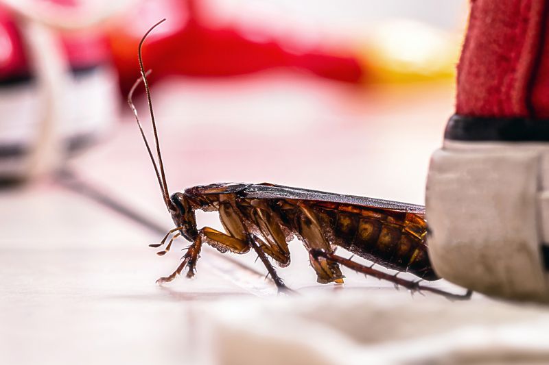 Roach Fumigation in Franklin, TN