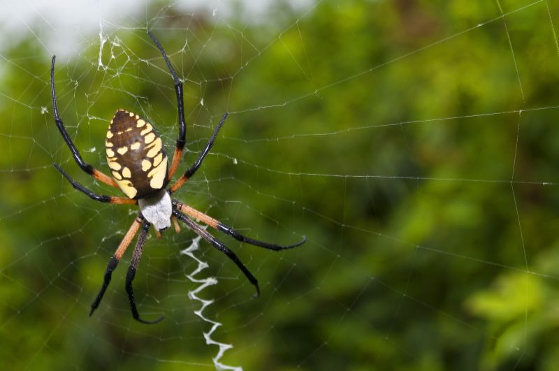 Spider Fumigation Service in Fayetteville, NC