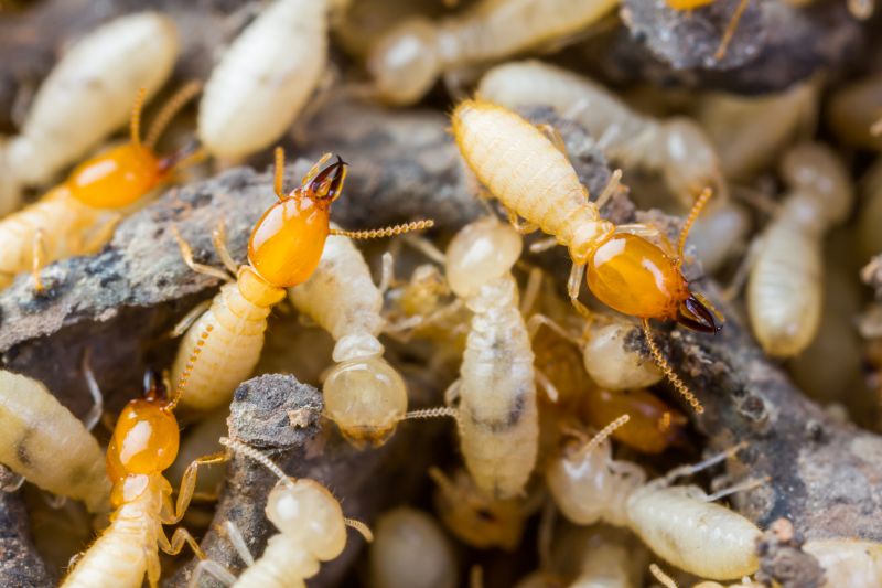 Termite Tenting in Wilmington, NC