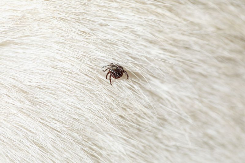 Tick Control