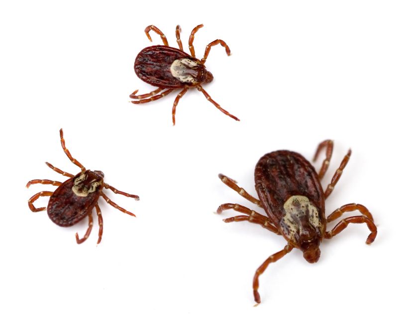 Tick Control