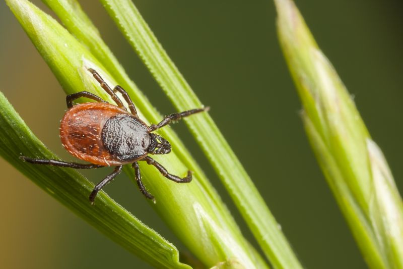 Tick-Infested Areas