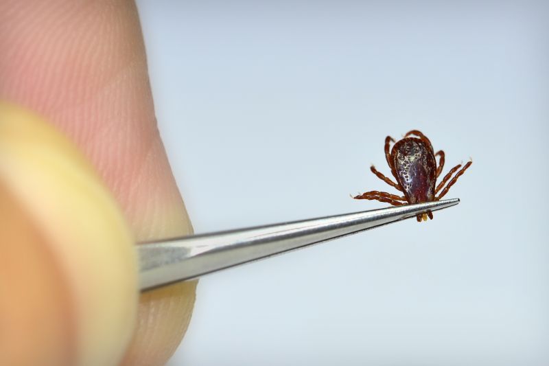 Tick Prevention Devices