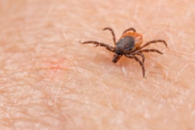 Year-Round Tick Management